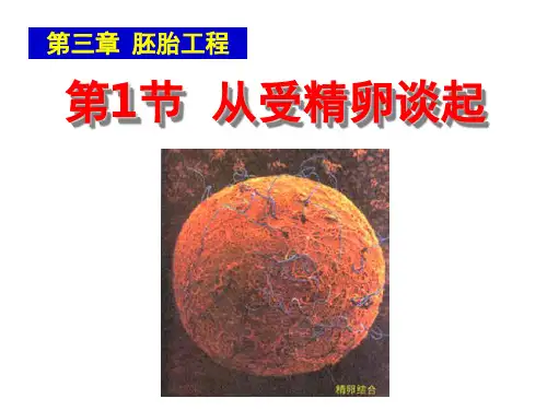 从受精卵谈起