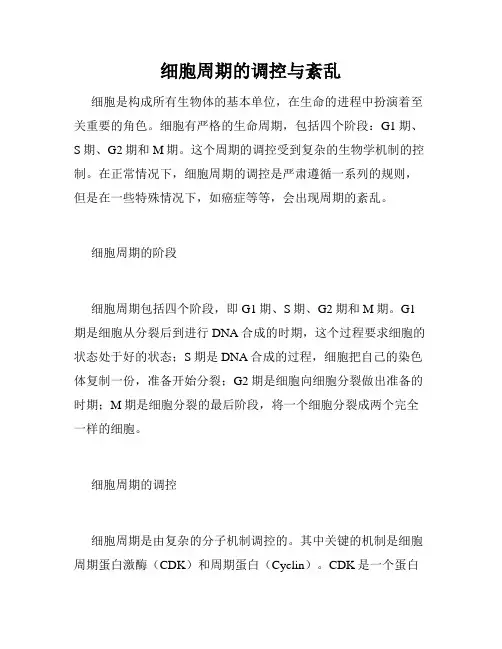 细胞周期的调控与紊乱