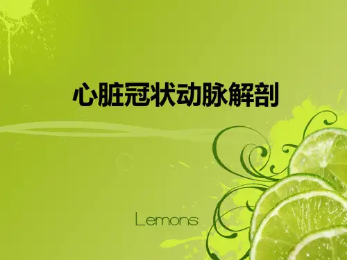 心脏冠状动脉解剖