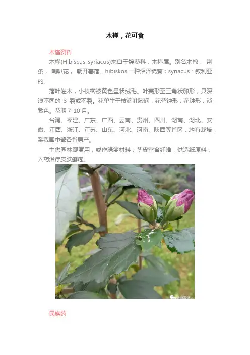 木槿，花可食