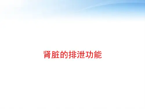 肾脏的排泄功能 ppt课件