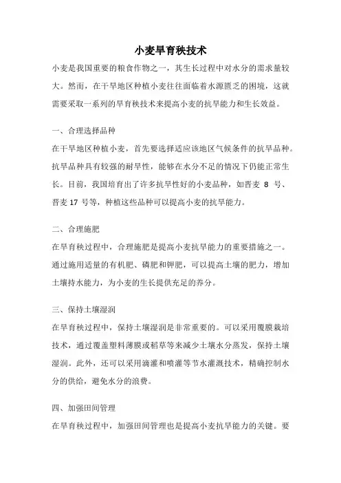 小麦旱育秧技术