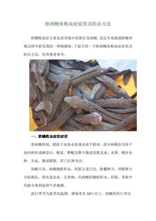欧洲鳗鱼败血症症状及防治方法
