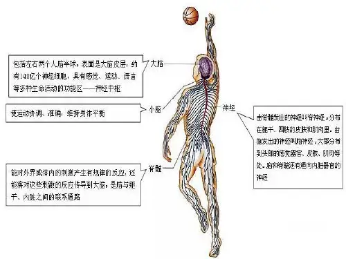 人体的自我调节PPT课件