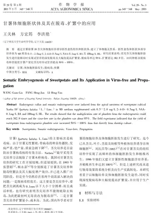 甘薯体细胞胚状体及其在脱毒、扩繁中的应用