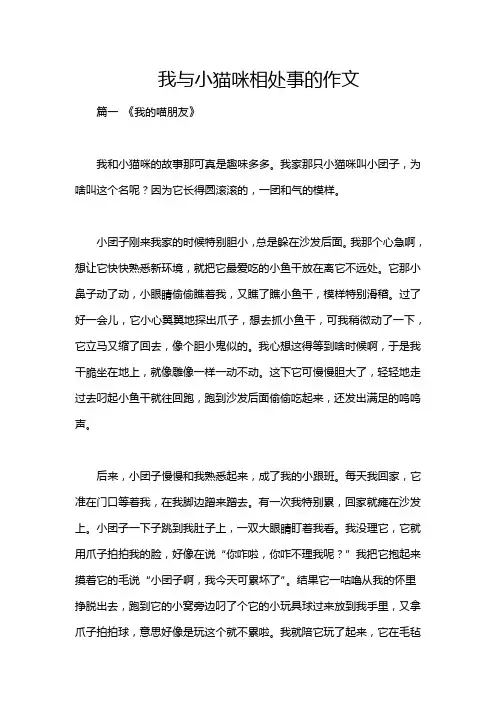 我与小猫咪相处事的作文