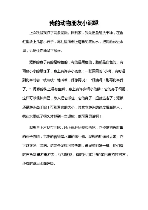 我的动物朋友小泥鳅作文