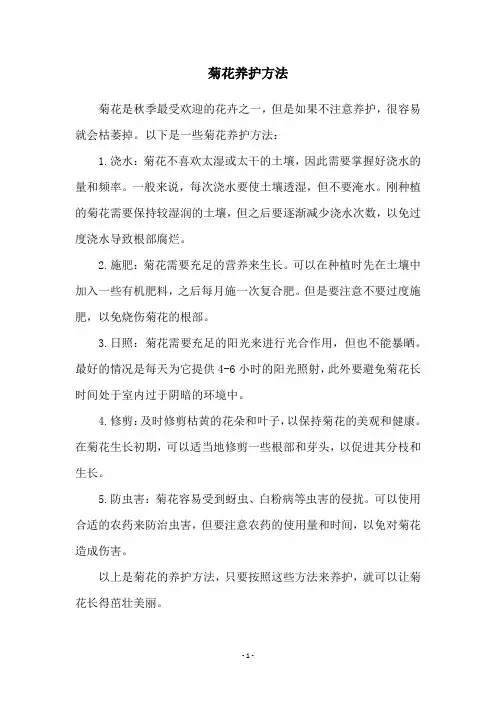 菊花养护方法