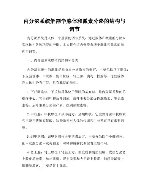 内分泌系统解剖学腺体和激素分泌的结构与调节