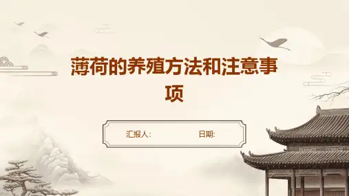 薄荷的养殖方法和注意事项