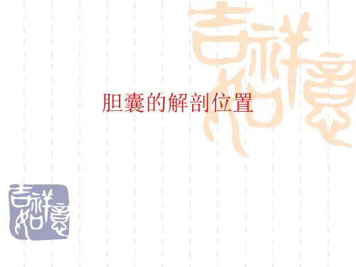 胆囊的解剖位置