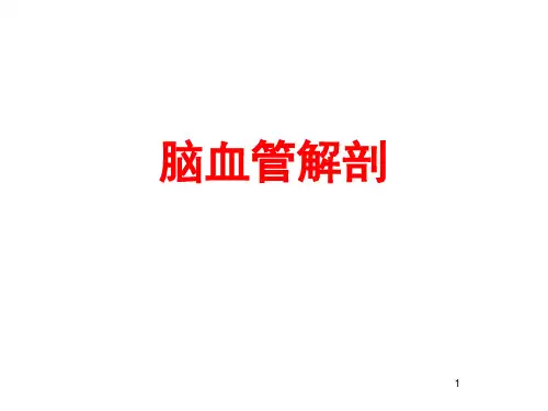 脑血管解剖ppt课件