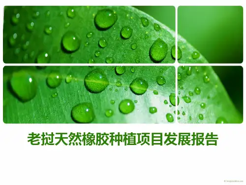 天然橡胶种植可行性分析精品PPT课件