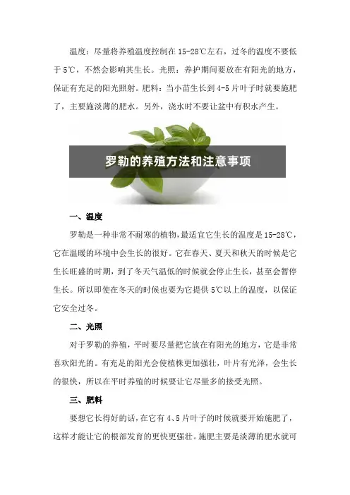 罗勒的养殖方法和注意事项