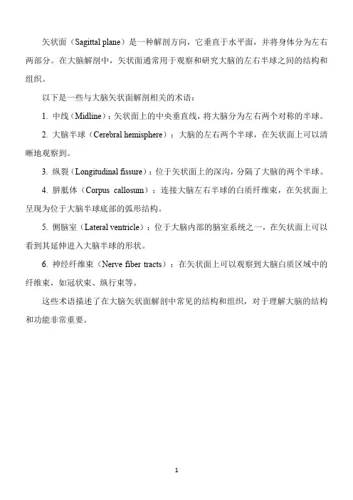 大脑解剖方向术语矢状面