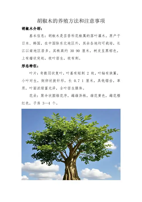 胡椒木的养殖方法和注意事项