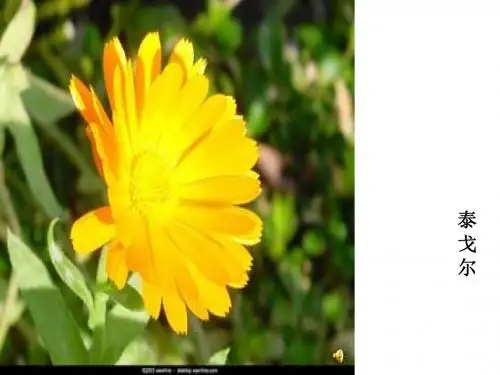 初中语文《金色花》(共18张)ppt98
