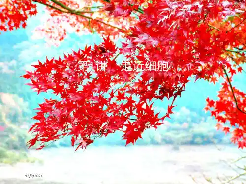 高考生物一轮复习 第1单元 细胞的分子组成与结构 第1讲 走近细胞课件