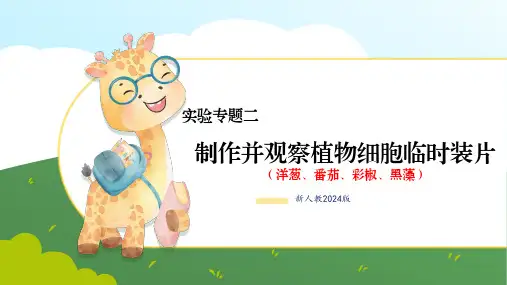 实验二制作并观察植物细胞临时装片-【实验专攻】七年级生物上册实验精讲课(人教版2024)