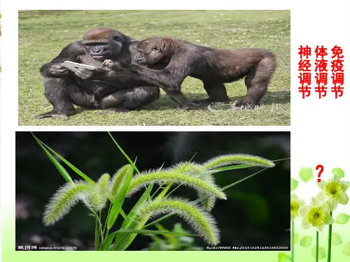 新版人教版高中生物 植物生长素的发现 (共34张PPT)学习演示PPT课件