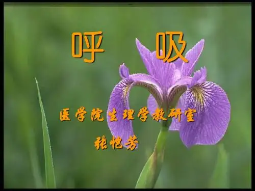 第五章 呼吸
