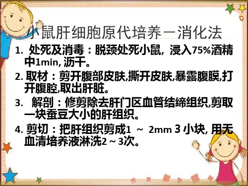 小鼠肝细胞原代培养