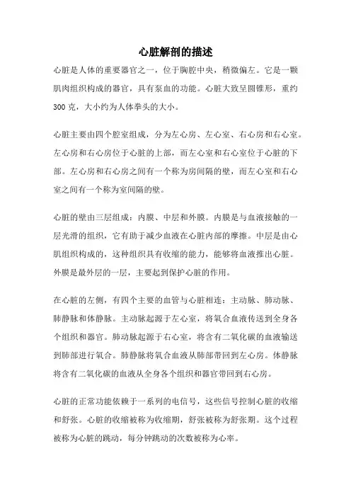 心脏解剖的描述