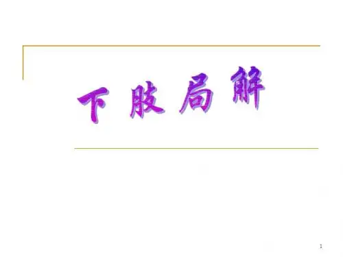 11下肢局解