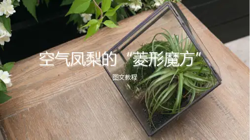 空气凤梨的“菱形魔方”图文教程