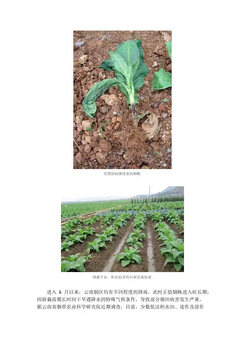 进入旺长期注意加强根胫病防治