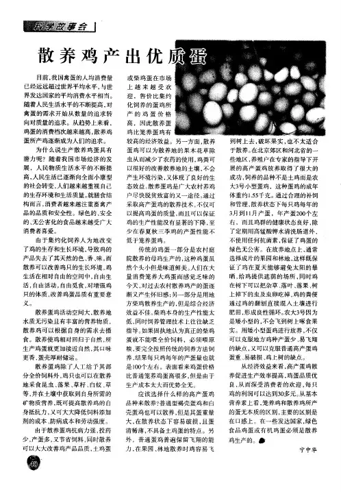 散养鸡产出优质蛋