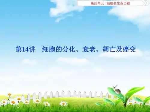 2019高考生物一轮复习课件：14讲细胞的分化、衰老、凋亡及癌变