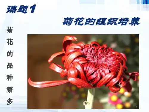 菊花的组织培养ppt课件