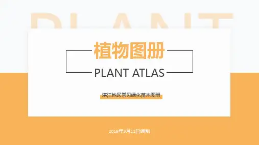 广东湛江常见苗木图册