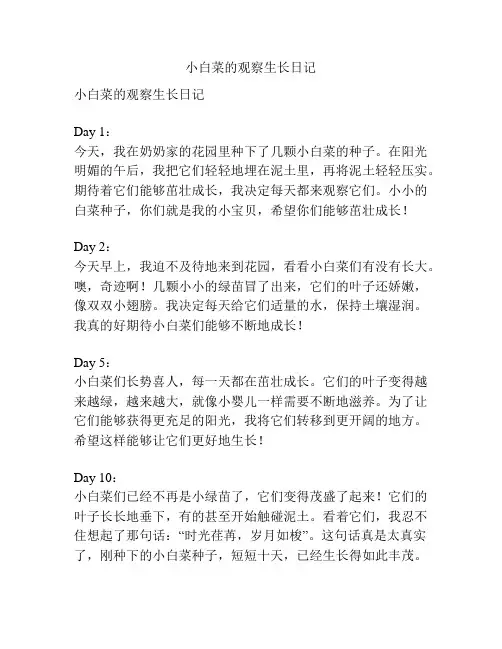 小白菜的观察生长日记