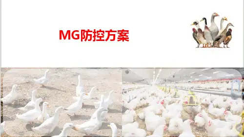 鸡毒支原体防控方案(禽病防治)