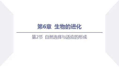自然选择与适应的形成-高一生物同步精品课件(人教版2019必修2)