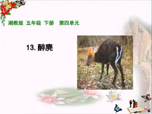 五年级语文上册第四单元醉麂PPT课件3湘教版