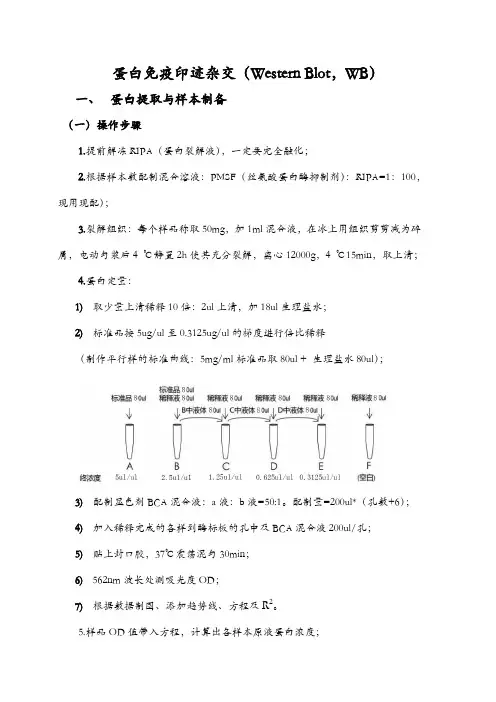 Western Blot实验指导教程