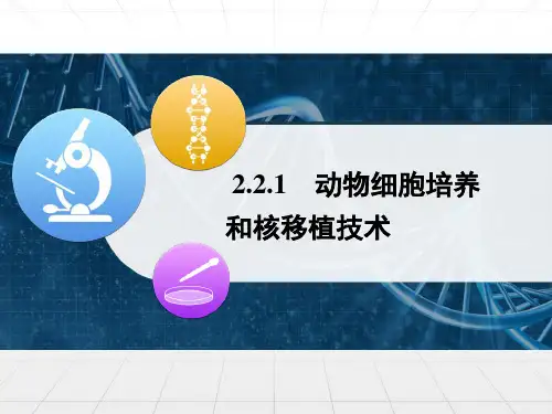 [人教版]《动物细胞培养和核移植技术》精品课件1