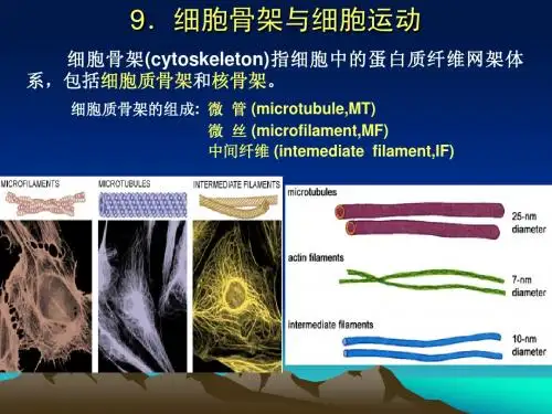 第九章 细胞骨架