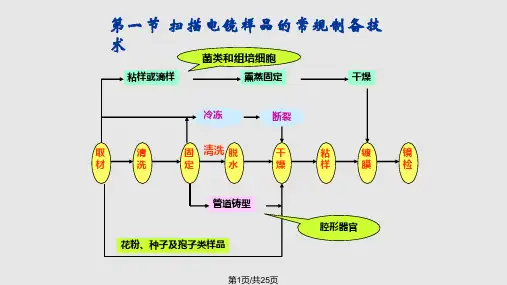 扫描电镜样品的制备课件PPT教学