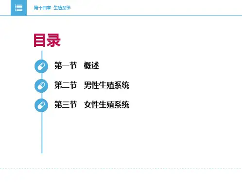 8.2生殖系统PPT