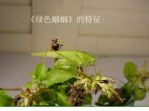 人教版初中初一七年级上册语文：绿色蝈蝈_课件1