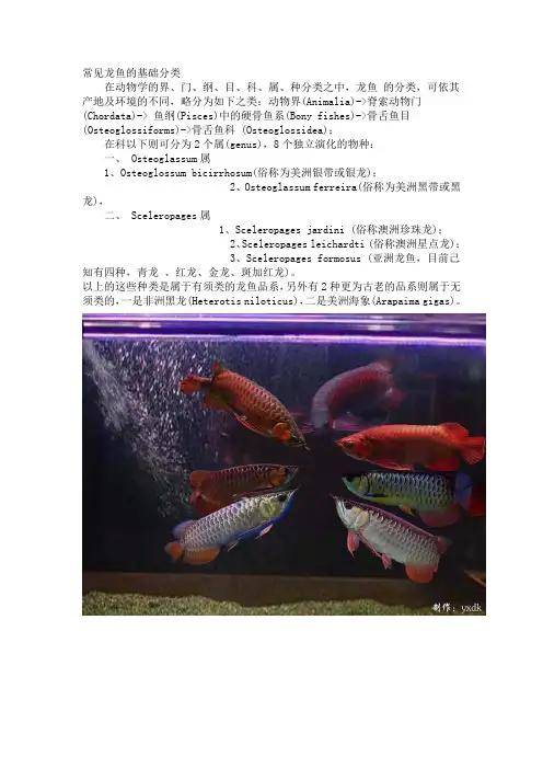 龙鱼分类