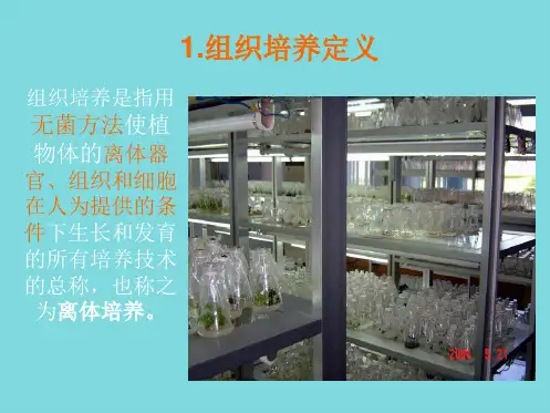 植物的组织培养技术(共27张PPT)