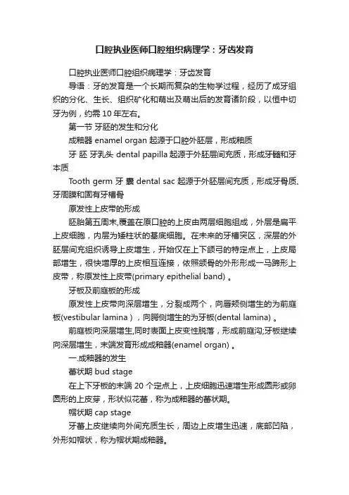 口腔执业医师口腔组织病理学：牙齿发育