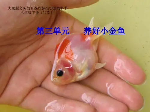 揭开金鱼死亡之谜(课件)