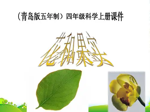 四年级科学上册 花和果实 1课件 青岛五年制