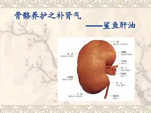 骨骼养护之补肾气